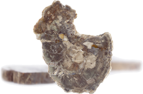 Petrified wood (3)