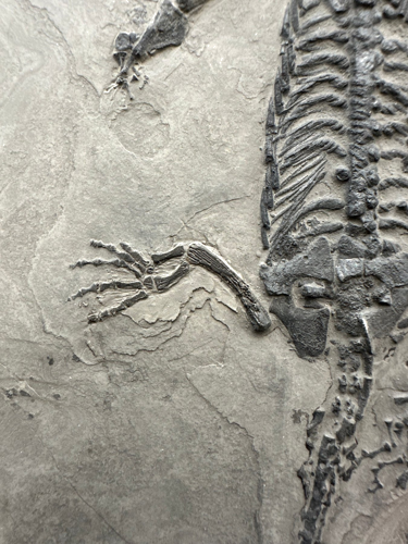 Keichousaurus roplio fosilija, 26 x 18,5 cm, Kinija (2)