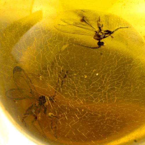 1,30 g Amber nugget with inclusion (3)