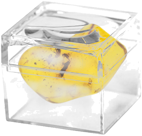 1,65 g Gintaro grynuolis su 4 inkliuzais (2)