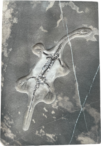 Reptile fossil (Keichousaurus), China, ~242–237 million years (1)