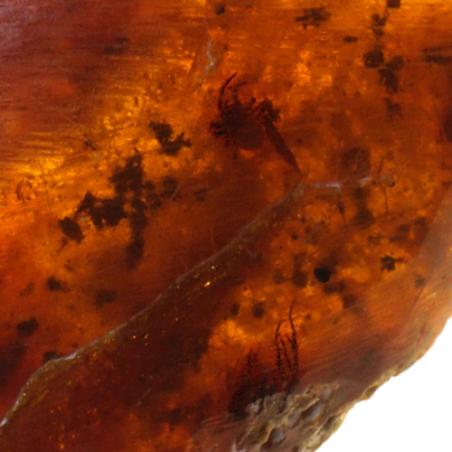 7,60 g Amber Nugget with Spider inclusions (2)