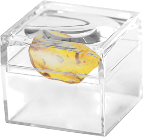 1,60 g Gintaro grynuolis su inkliuzu (2)