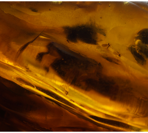 47 g Gintaro grynuolis su inkliuzu (6)