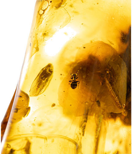 20,25 g Amber Nugget with ant inclusion (2)