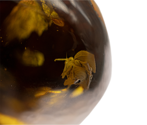 30,20 g Amber Nugget with inclusion (2)