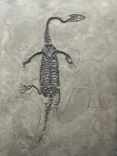 Окаменелость рептилии Keichousaurus, 26 x 18,5 см, Китай (1)