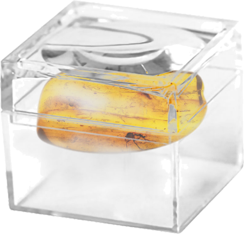 1,55 g Gintaro grynuolis su inkliuzu (2)