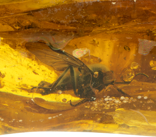 18,25 g Amber nugget with fly inclusions (2)
