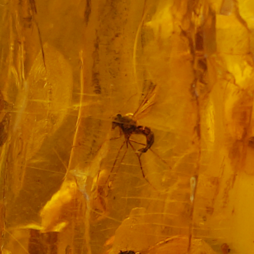 27 g Amber Nugget with inclusions (2)