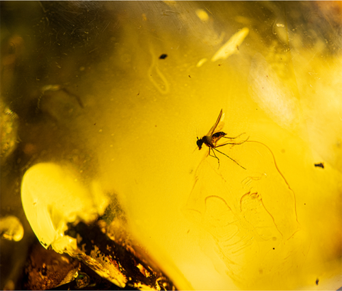 49,10 g Amber Nugget with inclusion (2)