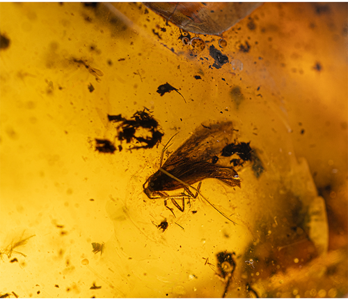 39,25 g  Amber Nugget with inclusion (2)