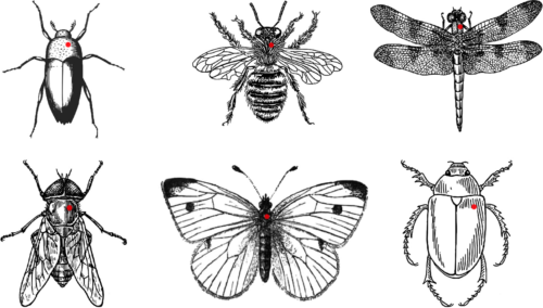 Entomologiniai smeigtukai vabzdžiams (Emaliuoti) (3)