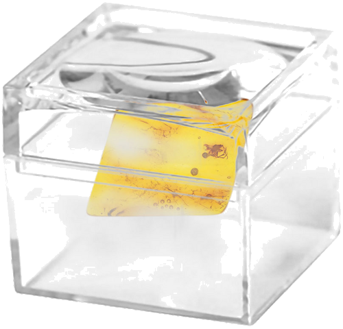 1,25 g Gintaro grynuolis su inkliuzu (2)