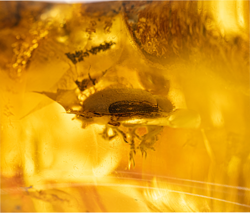 63,60 g Amber Nugget with inclusion (2)