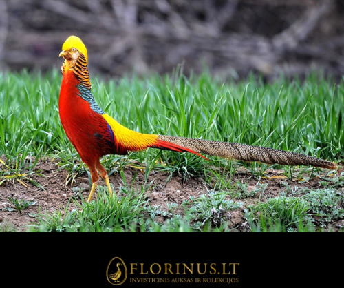 2015 Šiaurės Korėja, Chrysolophus Pictus, 20 won sidabrinė moneta (5)