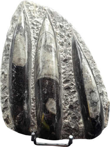 Ortocero (Orthoceras) fosilija, 11 cm, Marokas (1)