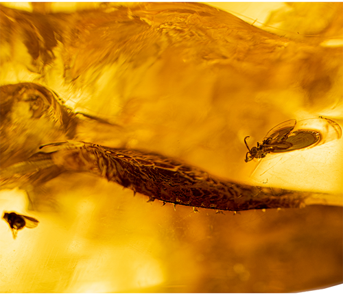 60,05 g Amber Nugget with inclusion (2)