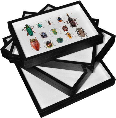 Insect Display Box (1)