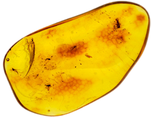 4,80 g Amber Nugget with inclusion (1)