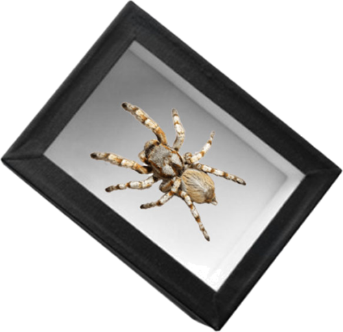 Insect Display Box (3)