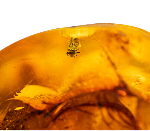 49,90 g Amber Nugget with inclusion (2)