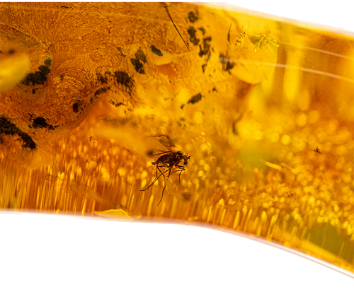 20,70 гр. Самороден кехлибар с фосил (3)