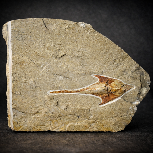 Coccodus fish fossil, Tithonian age (163.5–145 million years ago), Lebanon (6)