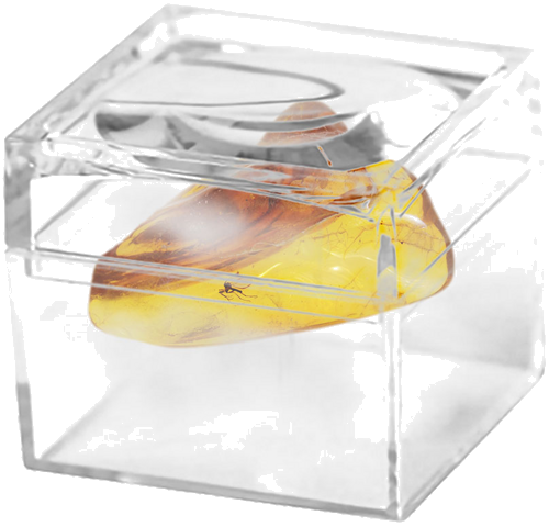 2,80 гр. Самороден кехлибар с фосил (2)