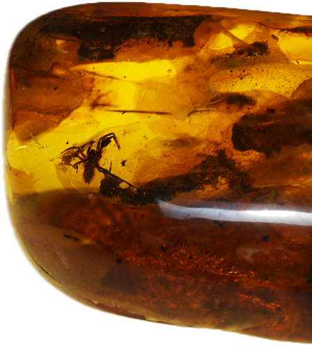 30,20 g Amber Nugget with inclusion (2)
