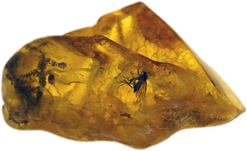 4,25 g Amber Nugget with inclusion (1)