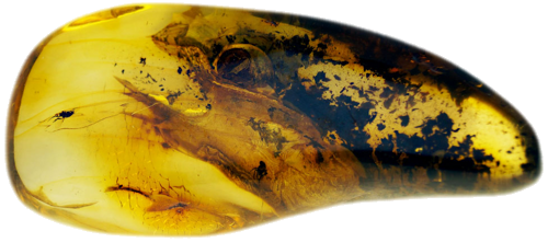 8,75 g Amber Nugget with inclusion (3)