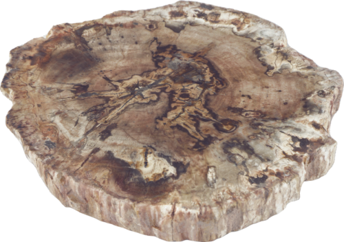 Petrified wood (4)