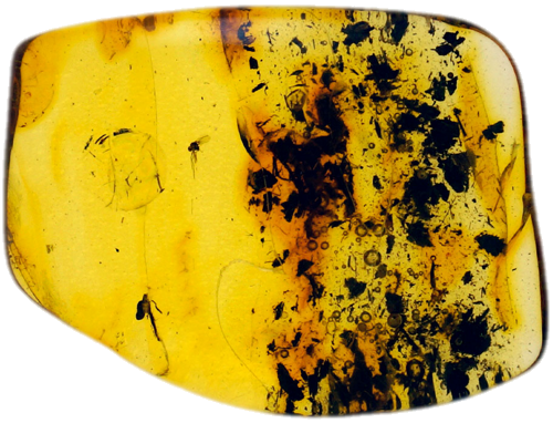 3,15 g Amber Nugget with inclusion (1)