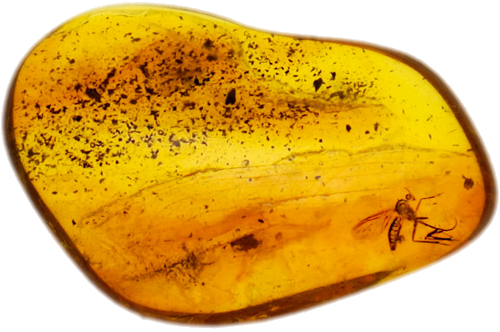 1,55 g Amber Nugget with inclusion (1)