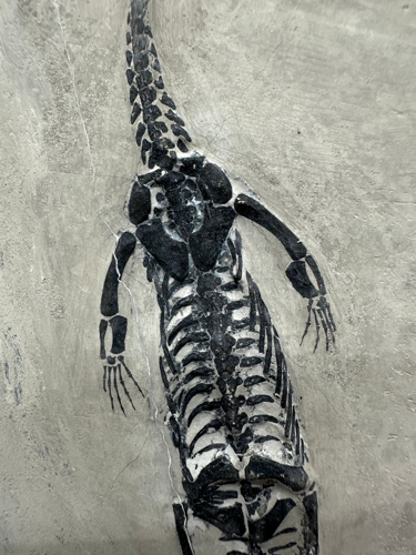 Keichousaurus sp. roplio fosilija, 17,5 x 10,5 cm, Kinija (3)