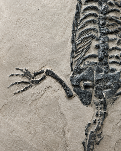 Jūrinio roplio fosilija (Keichousaurus), Kinija, vidurinis Triasas, apie 241–237 mln. m. (2)