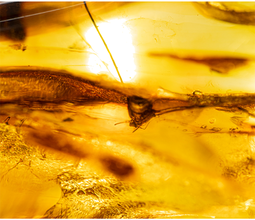 42 g Amber Nugget with spider inclusion (2)