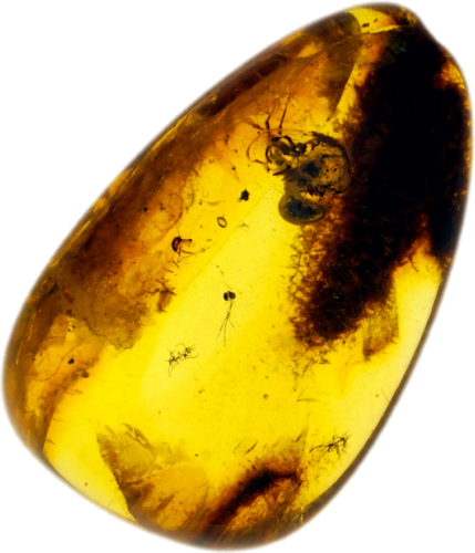 1,60 g Amber Nugget with Ant inclusion (1)