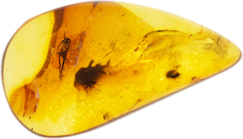 1,30 g Amber Nugget with inclusion (1)