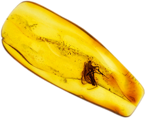 0,80 g Amber Nugget with inclusion (1)