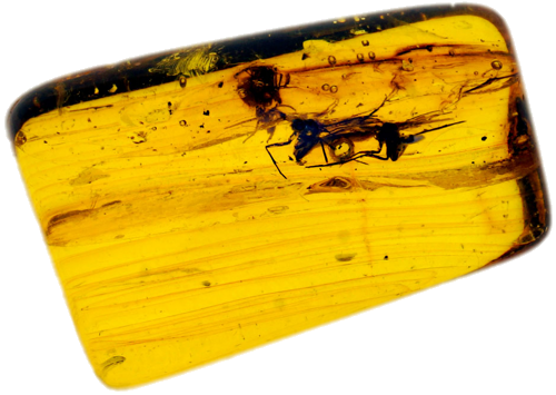 4,15 g Amber Nugget with inclusions (1)