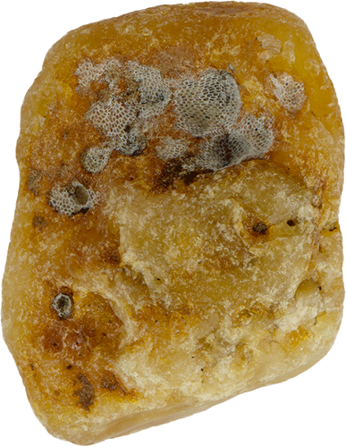 8,15 g Jūrinio Gintaro grynuolis (2)