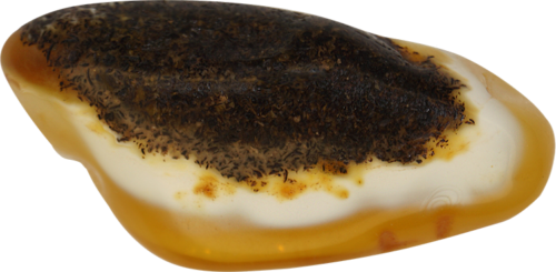 15 g Gintaro grynuolis (1)