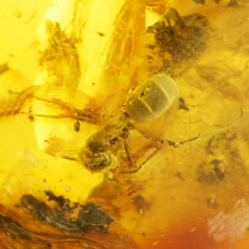 Самородок янтаря с инклюзом 10,80 г (2)