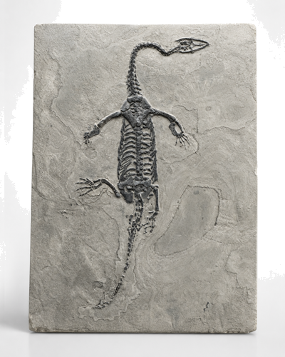 Jūrinio roplio fosilija (Keichousaurus), Kinija, vidurinis Triasas, apie 241–237 mln. m. (3)