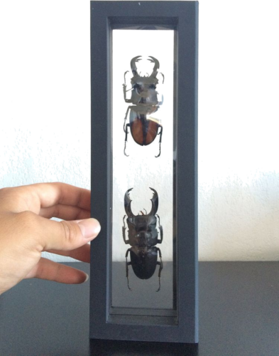 Рамка Magic Frame (8)