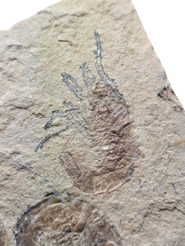 Carpopenaeus callirostris krevečių fosilija, 13 cm, Libanas (2)