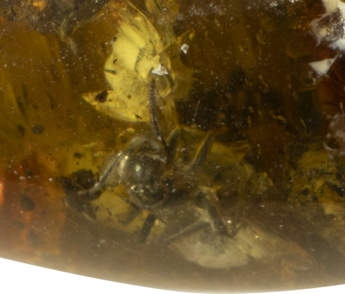48,75 g Amber nugget with ant inclusion (3)