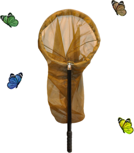 Grid catching insects (2)